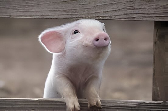 Pig